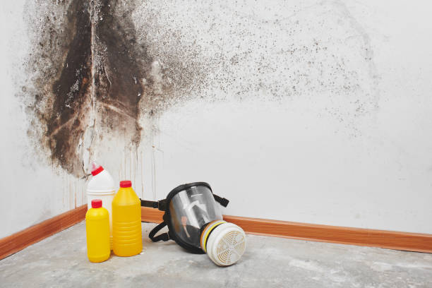 Reliable Morgantown, KY Mold Removal Solutions