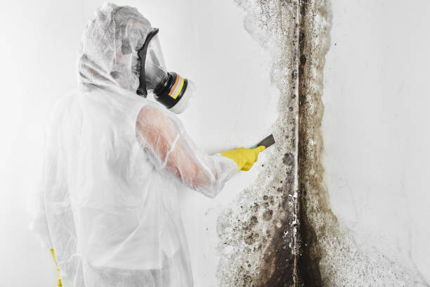 Best Toxic Mold Removal  in Morgantown, KY