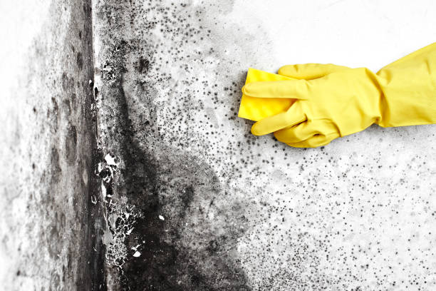 Certified Mold Removal in Morgantown, KY