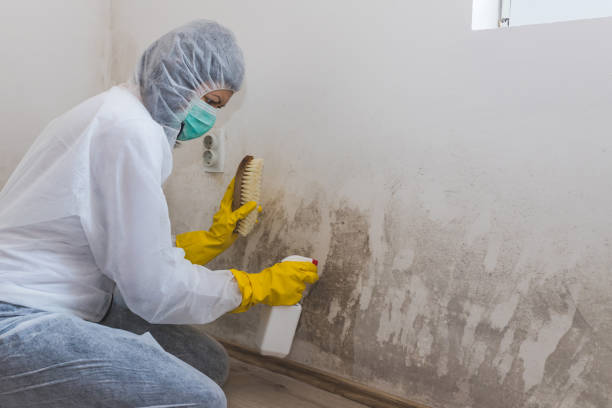 Best Crawl Space Mold Removal  in Morgantown, KY