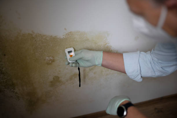 Best Emergency Mold Removal  in Morgantown, KY