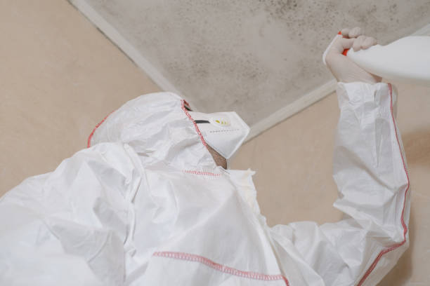 Best Affordable Mold Removal  in Morgantown, KY