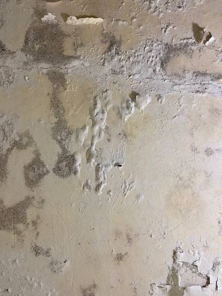 Mold Removal and Inspection in Morgantown, KY