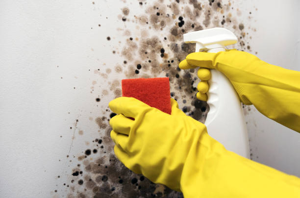 Best Residential Mold Removal  in Morgantown, KY