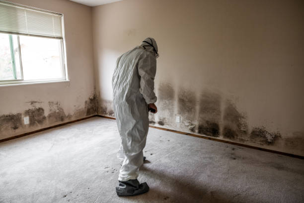Attic Mold Removal in Morgantown, KY