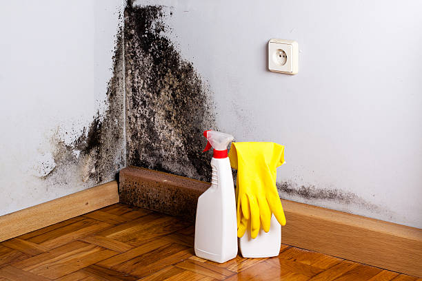 Best Certified Mold Removal  in Morgantown, KY