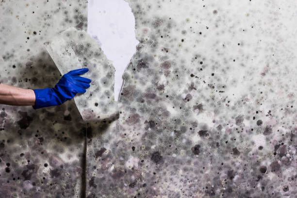 Best Mold Remediation  in Morgantown, KY